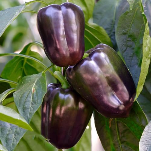 semillas de chile, extremadamente picantes pimiento annuum, viejas de jalapeño, 50pcs