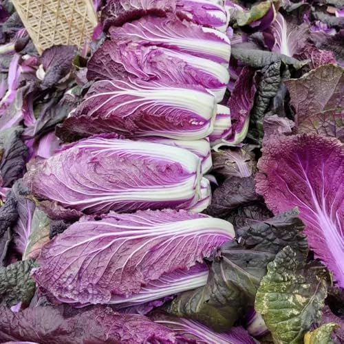 cavolo cinese, semi di pak choi, verdi vecchie varietà sostenibili aromatiche da giardino raro resistenti per giardini rocciosi giardino sul balcone balcone 400pcs