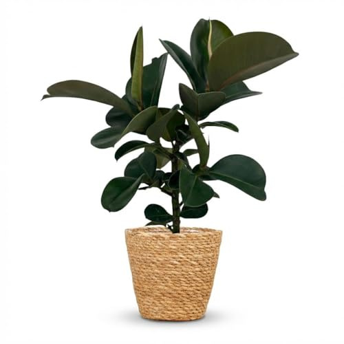 Ficus Elastica Cloe - Albero di gomma 65 cm - Pianta d'appartamento nel cestino Ø 19 cm - grandi foglie verdi lucide - facile da pulire per casa e ufficio, ideale per ombra parziale, irrigazione