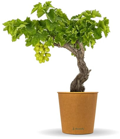 Bloomify® grüne Weinreben Pflanze Wilma | 60-70 cm hohe winterharte Weintrauben Pflanze | pflegeleichte Tafeltraube für Garten oder Kübel | besonders süße und leckere Früchte