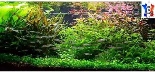 Lot plantes vivantes aquarium de 50 Plantes en 9 variétés à racines et tiges + 2 clado gratuites