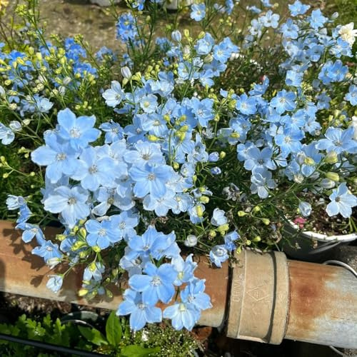 delphinium - Delphinium - de jardín de semillas pradera interior raras trepadoras, jardín rocas Semillas cobertura del suelo, 300semillas