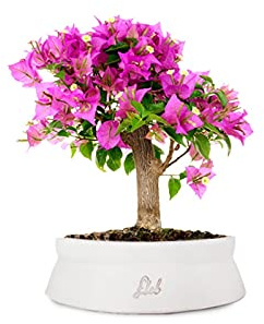 Bouganville Bonsai Altezza 35 cm, Pianta Vera, Pianta da Esterno, Esposizione Soleggiata, Vaso Artigianale in Terracotta- Bianco Space