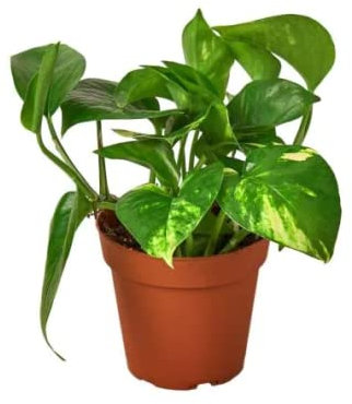 DECOALIVE, Poto Planta Natural Epipremnum Aureum Potos o Potus Planta para el Hogar