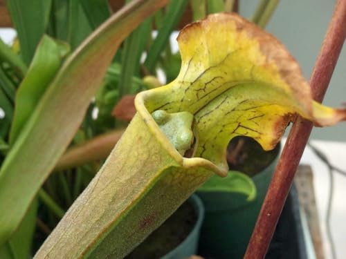 Jigsaw Puzzle 1000 Pieces TROPICAL PITCHER PLANT GLOSSY POSTER PICTURE PHOTO BANNER nepenthes trap Family Fun Jigsaws Puzzles 1000 Pieces for Adults Gifts Challenging Puzzle Games