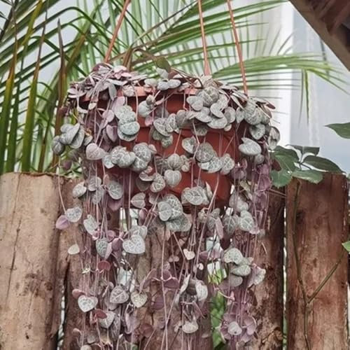 leuchterblume pflanze kaufen samen pflanzen für draußen winterhart ceropegia woodii kletterpflanzen winterhart, dachbegrünung seltene pflanzen, hochbeet samen sukkulenten echte 125pcs