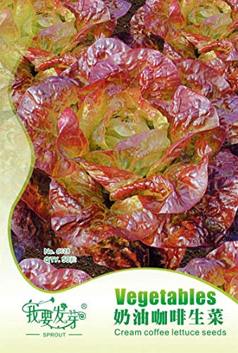 Vista 100pcs Plante Menthe Verte graines de légumes Balcon en Pot graines de Menthe poivrée graines de plantes aromatiques:Seeds Only