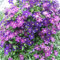 Clematide pianta bulbi,clematide rampicante pianta,piante ideali da giardino,Forte vitalità,piante in vaso,fiori recisi per esposizione,clematide cirrosa,clematide montana.-4 bulbi-C