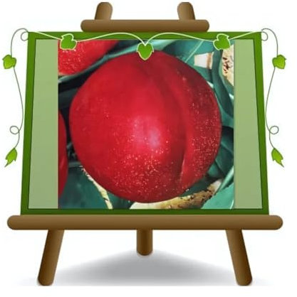 Pêches nectarines à la pulpe blanche Caldesi 2000 - Plante fruitière greffé sur pot 20 - arbre max 170 cm - 2 ans