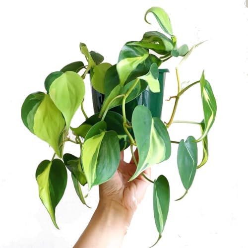 Poto Philodendron Brasil Planta Trepadora de Elegancia Natural
