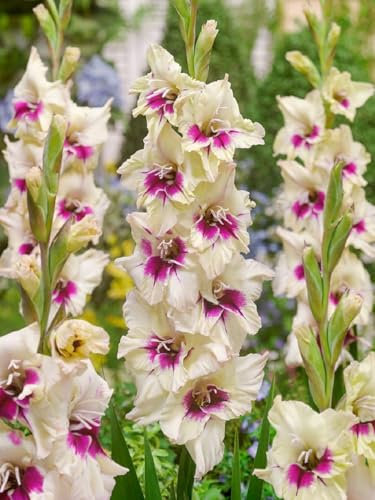 Lot de 10 Bulbes Glaïeul Carine nanus - Glaieul Nain - calibre 8/10 - La Main Verte