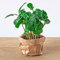 urbanjngl.com - Coffea Arabica - Kaffeepflanze - Terrarienpflanze