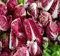 30pz Semi di Radicchio