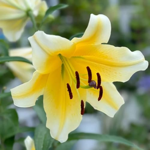 Semi di Begonie,Semi di,resistenti per giardino 100pcs