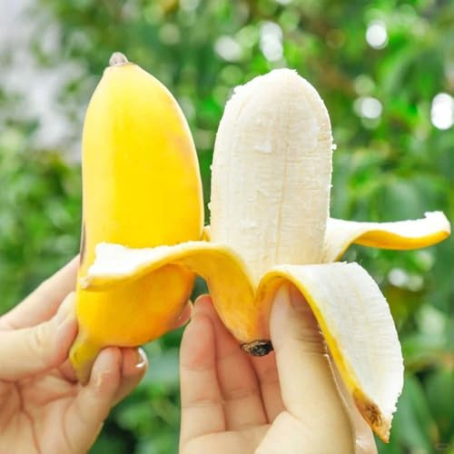 semi di banana, bacche 150pcs