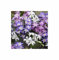 Stk - 25x Chionodoxa Mischung Blumenzwiebel Garten Pflanzen F-ZS88 - Seeds & Plants Shop by Ipsa