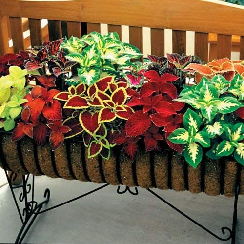 New Rainbow Mix Coleus 100+ Seeds - Plectranthus Scutellarioides
