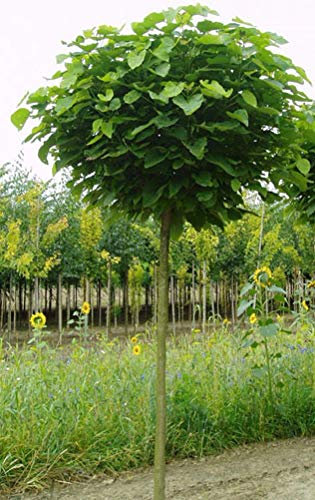 Kugel-Trompetenbaum, Catalpa bignonioides Nana, Höhe: 180-190 cm + Dünger