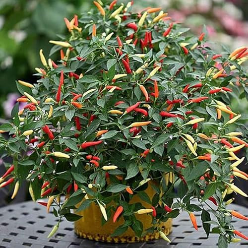 Basket of Fire Chili Pepper Seeds - Dwarf Ornamental Chili Plant Quality Heirloom Seed