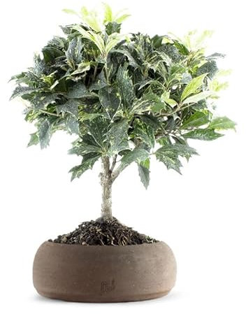 Osmanthus Bonsai Altezza 39 cm, Pianta Vera da Esterno - Vaso Artigianale di Terracotta - Marrone