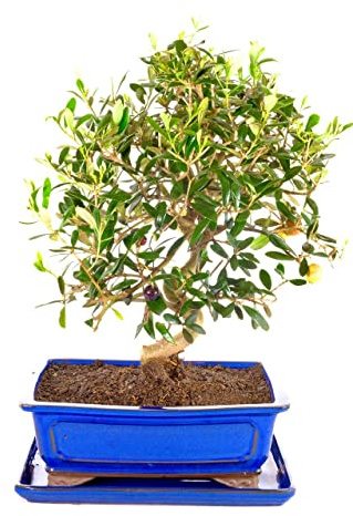 Bonsái Olea Europaea PREMIUM Bonsái de Árbol de Olivo Natural