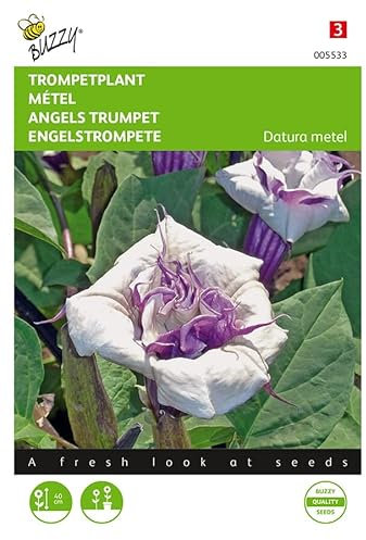 Buzzy Seeds 005533 Engelstrompete (Engelstrompetensamen)