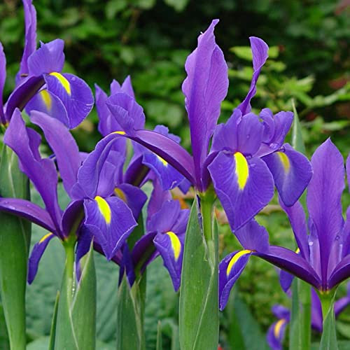 10 x Iris Hollandica Blue – Spring Flowering Bulbs – Royal Blue Blooms – Perennial – Warm Loving Beauty – for Your Beautiful Garden