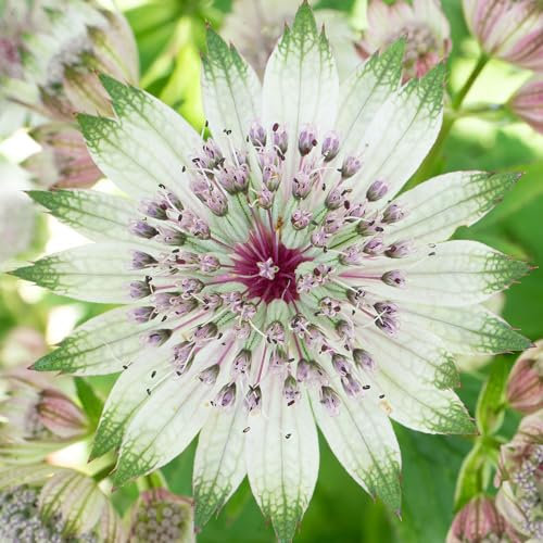 Astrantia Florence Plantes de Jardin Extérieur Prêtes Plante Vivace Rustique en Pot