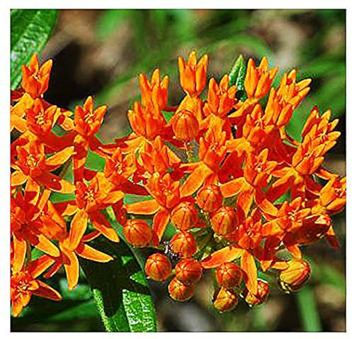 Butterfly Tuberosa Milkweed Seeds - Food and Host Plant for Monarch Butterflies