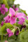 Viola odorata ca. 9x9 cm Topf - Duftveilchen, violette Blüten, Blütezeit März-April, ideal für schattige Beete, bienenfreundlich, pflegeleicht