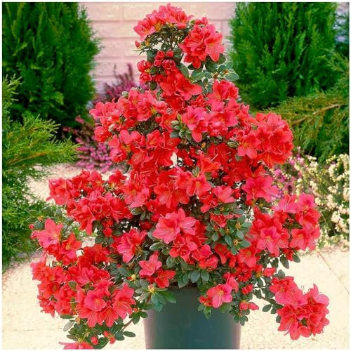 GrowOn Shrubs Dwarf Japanese Azalea Japonica 'Diamant Red' | Evergreen Shrub | Outdoor Garden Ready Plant | Spring Flowering | Red Flowers