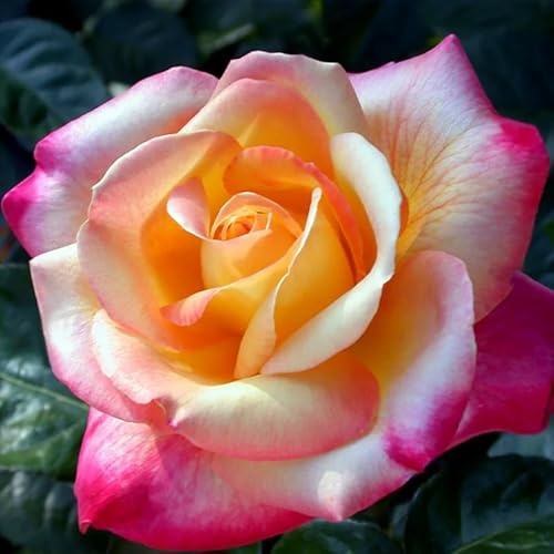 Rose Bush Live Plant, Fragrant Hybrid Tea Rose Flowers Well Rooted Plant, 5-10 Inc Tall for Planting Indoor Outdoor (Peace Rose)