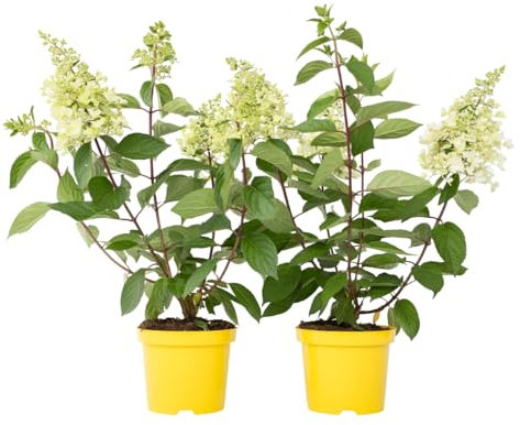 Plant in a Box - Hortensien- Hydrangea paniculata 'Candlelight'- Höhe 25-40cm -Topf 19cm - Winterharte Gartenpflanze