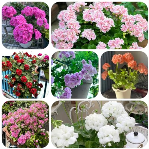 Semillas de geranio resistentes - pelargonio - balcón, decoración de sala de estar macizo de con orgánicas de perennes 100pcs