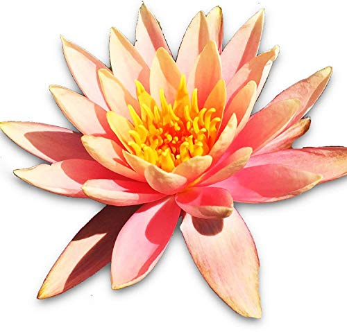 Live Water Lily Tuber Nymphaea Prakaisad Pink Hardy Aquatic Plants for Aquarium Freshwater Fish Pond Flower Garden