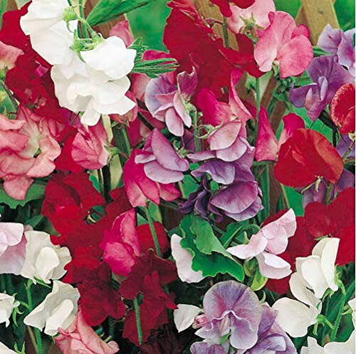 Sweet Pea - Giant Spencer Waved Mixed - 20 Seeds