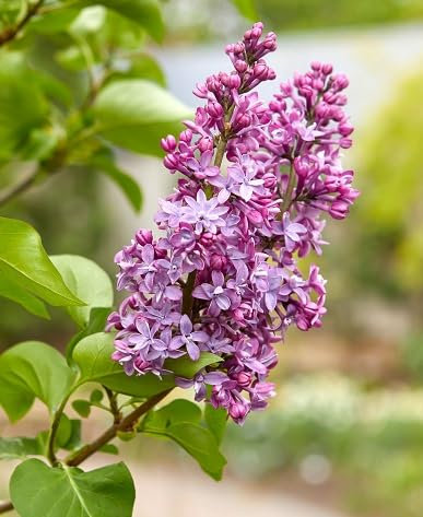 90 graines de fleurs de lilas