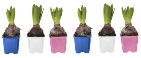 Flores Naturales Pack de 6 Bulbos de Jacinto para Terraza y Jardín Hyacinthus Orientalis