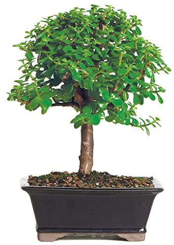 Brussel's Bonsai - Live Dwarf Jade Bonsai Tree in a Grower Bonsai Pot, Indoor Succulent Houseplant, 4 Years Old, 8-12 Inches Tall, Easy Care Plant for Home or Office (Medium, Green)