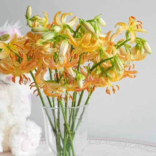 Semillas de lirio resistentes. de jardín rocas resistentes en semillas para invitados variedades antiguas regalos para los amantes la 30pcs