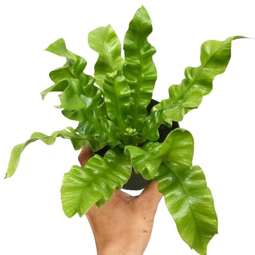 Planta Tropical Asplenium Helecho Verde Natural Perfecto para Cualquier Espacio