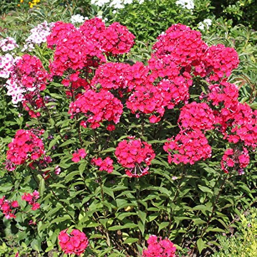 6 x Hohe Flammenblume 'Starfire' - Phlox Paniculata 'Starfire' Topf 9x9cm: Rote Blüten für sonnige Beete