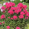 6 x Hohe Flammenblume 'Starfire' - Phlox Paniculata 'Starfire' Topf 9x9cm: Rote Blüten für sonnige Beete