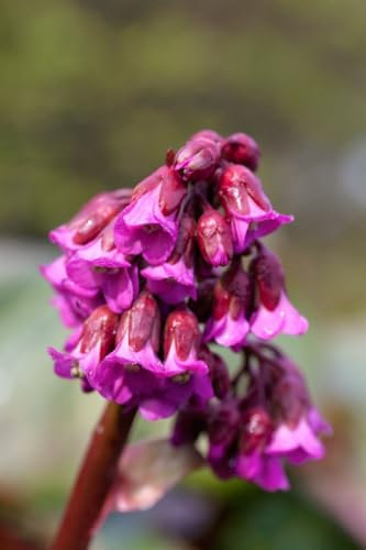 Bergenia cordifolia 'Admiral' 11x11 cm Topf – Winterhart, Immergrün, Pflegeleicht – Riesensteinbrech – Bodendecker für Beet & Garten