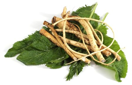 semi freschi di rafano, biologici, antiche varietà, selvatiche, 150pcs