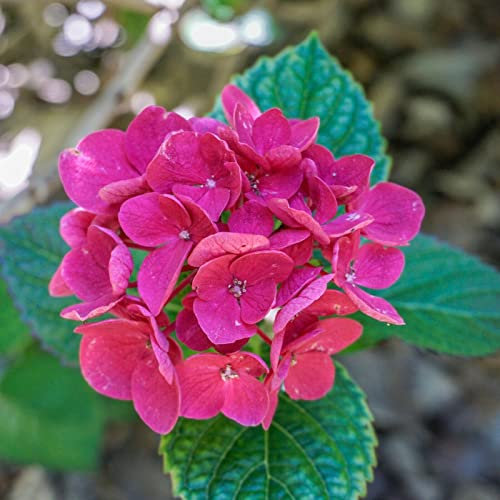 Hydrangea Merveille Alpengluehen: Flower Outdoor Patio 3.6 Litre Potted Plant