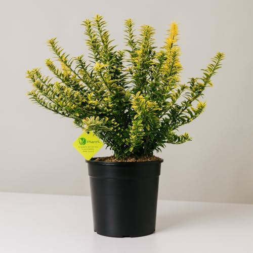 Plantì EUONYMUS JAPONICUS MICROPHYLLUS Arbusto sempreverde da esterno, vaso da 19 cm. Piante vere per giardino e terrazzo con foglie dorate piccole. 6 mesi di concimazione inclusi (Aureo).