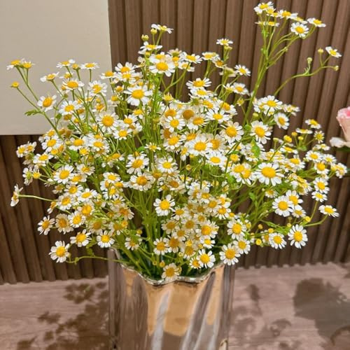semillas de manzanilla - decoración orgánicas exterior Jardín 150pcs