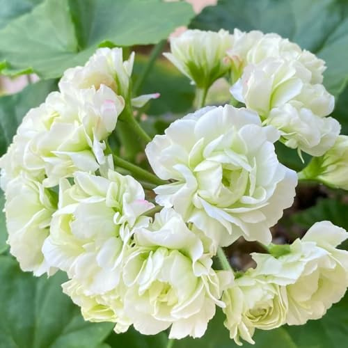 geraniensamen, seltene rankpflanze exotische zimmerpflanzen hochbeete für garten gartenpflanzen blumensamen steingartenpflanzen blumengarten bio outdoor pflanzensamen bodendecker 35pcs