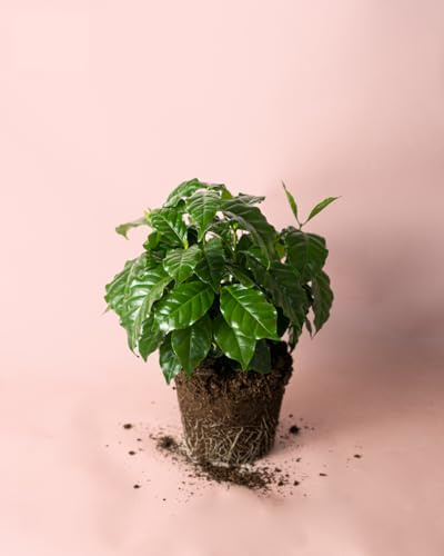 Planta de café o Coffea Arabica- Planta de Interior y fácil de cuidar - altura aprox. 17-20 cm, maceta de Ø 12 cm